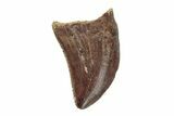Serrated, Theropod Tooth - Hell Creek Formation #204211-1